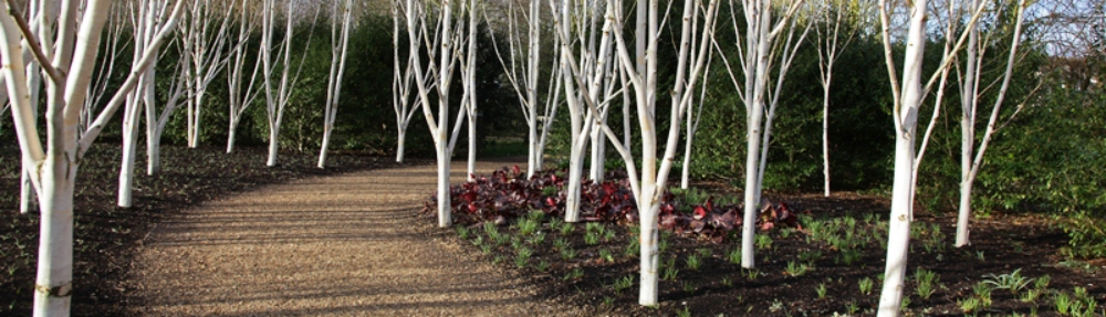 Himalaya Birke, betula utilis